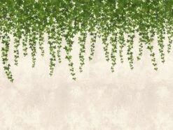 Titelseite -Innentapete Fototapeten Blaetter Efeu Wand grau gruen Vlies 38239 1 63209618