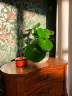 Tapete Jakobine Pastelltürkis Perlglanz 13 Tapete Jakobine Pastelltürkis Perlglanz -Innentapete Jakobine P 461471 2880x1440